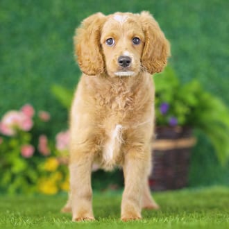 Ted, a male Golden Cavadoodle puppy for sale at Blue Sky Puppies Nashville TN