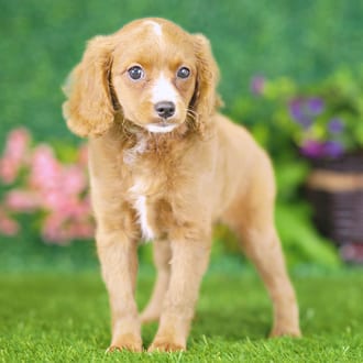 Poppy, a female Golden Cavadoodle puppy for sale at Blue Sky Puppies Nashville TN