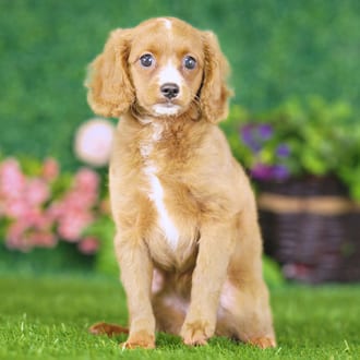 Poppy, a female Golden Cavadoodle puppy for sale at Blue Sky Puppies Nashville TN