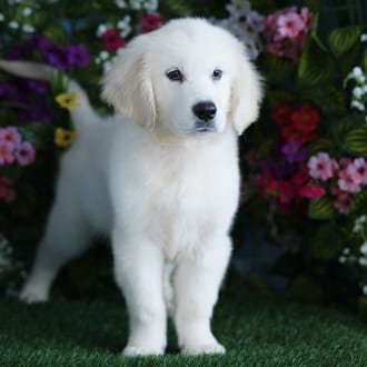 Overton, a male Golden Retriever puppy for sale at Blue Sky Puppies Orlando FL