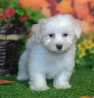 Monty, a male Havanese puppy for sale at Blue Sky Puppies Nashville TN