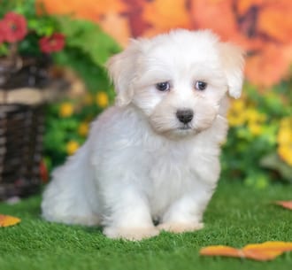 Monty, a male Havanese puppy for sale at Blue Sky Puppies Nashville TN