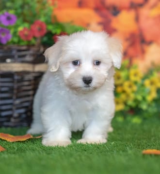 Monty, a male Havanese puppy for sale at Blue Sky Puppies Nashville TN
