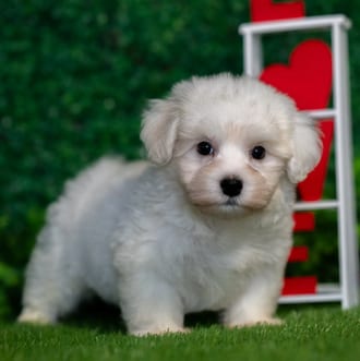 Dudley, a male Havanese puppy for sale at Blue Sky Puppies Nashville TN
