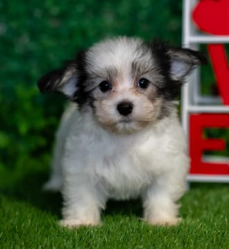 Radar, a male Havanese puppy for sale at Blue Sky Puppies Nashville TN