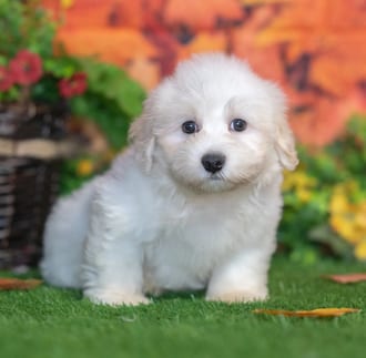 Jet, a male Havanese puppy for sale at Blue Sky Puppies Nashville TN