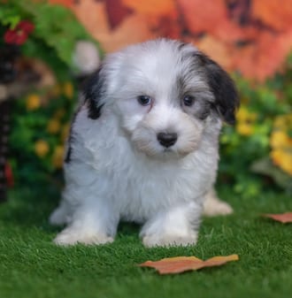 Piper, a male Havanese puppy for sale at Blue Sky Puppies Nashville TN