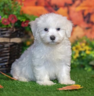 Felix, a male Havanese puppy for sale at Blue Sky Puppies Nashville TN