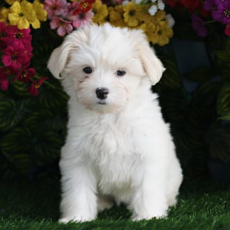 Elsa, a female Havanese puppy for sale at Blue Sky Puppies Orlando FL