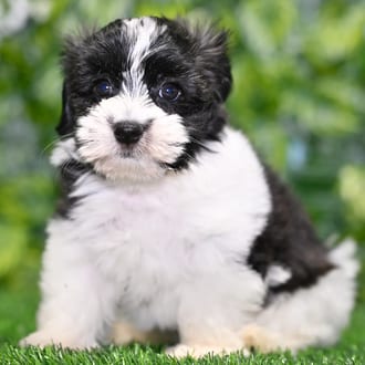 Chelsea puppy images
