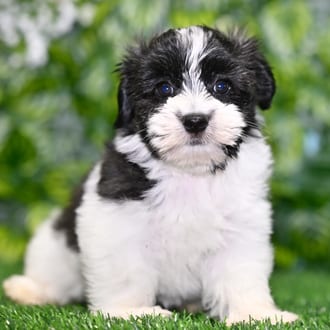 Chelsea puppy images
