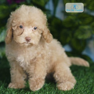 Vera, a female Havapoo F1B puppy for sale at Blue Sky Puppies Orlando FL