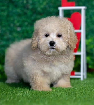 Maddy, a female Havapoo puppy for sale at Blue Sky Puppies Nashville TN