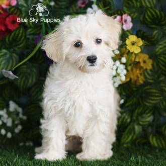 Artie, a male Havapoo puppy for sale at Blue Sky Puppies Orlando FL