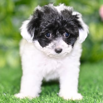 Jackie puppy images