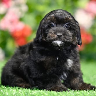 Amos, a male Havapoo puppy for sale at Blue Sky Puppies Orlando FL