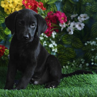 Lark, a female Labrador Retriever puppy for sale at Blue Sky Puppies Orlando FL