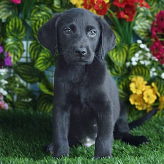 Lark, a female Labrador Retriever puppy for sale at Blue Sky Puppies Orlando FL