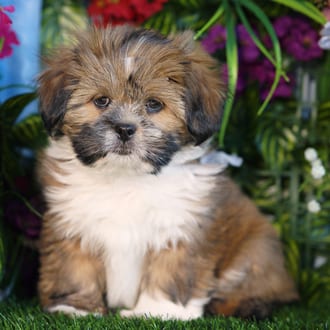 Shamus, a male Lhasa Apso puppy for sale at Blue Sky Puppies Orlando FL