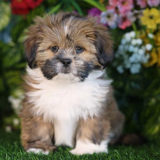 Shamus, a male Lhasa Apso puppy for sale at Blue Sky Puppies Orlando FL