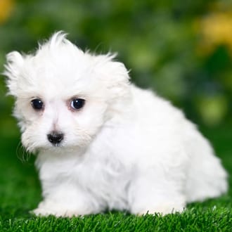 Avery puppy images