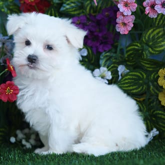 Saul, a male Maltese puppy for sale at Blue Sky Puppies Orlando FL