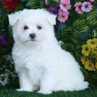 Saul, a male Maltese puppy for sale at Blue Sky Puppies Orlando FL
