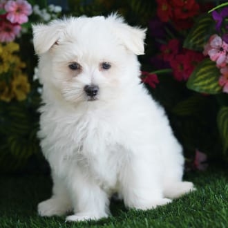 Saul, a male Maltese puppy for sale at Blue Sky Puppies Orlando FL