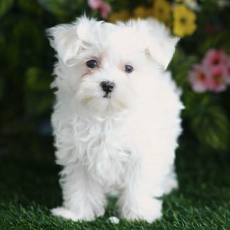 Willow, a female Maltese puppy for sale at Blue Sky Puppies Orlando FL