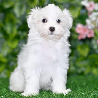 Diesel puppy images