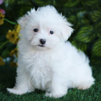 Igor, a male Maltese puppy for sale at Blue Sky Puppies Orlando FL