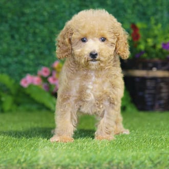 Eden, a female Maltipoo F1B puppy for sale at Blue Sky Puppies Nashville TN