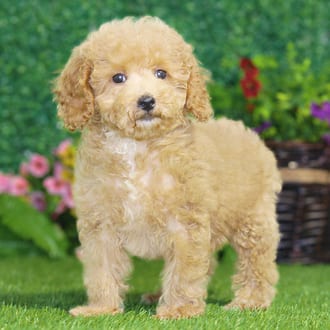 Eden, a female Maltipoo F1B puppy for sale at Blue Sky Puppies Nashville TN