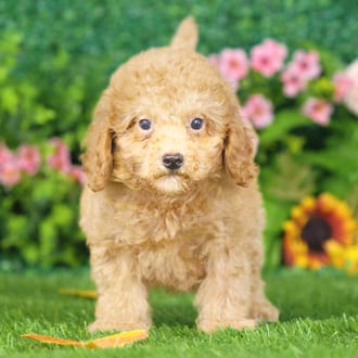 Luther, a male Maltipoo F1B puppy for sale at Blue Sky Puppies Nashville TN