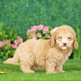Luther, a male Maltipoo F1B puppy for sale at Blue Sky Puppies Nashville TN
