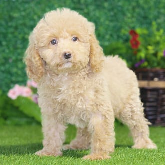 Tina, a female Maltipoo F1B puppy for sale at Blue Sky Puppies Nashville TN