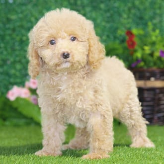Tina, a female Maltipoo F1B puppy for sale at Blue Sky Puppies Nashville TN