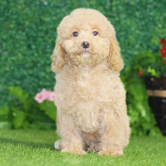 Tina, a female Maltipoo F1B puppy for sale at Blue Sky Puppies Nashville TN