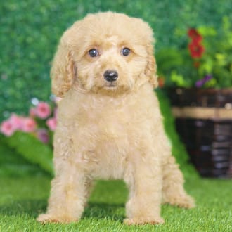 Mario, a male Maltipoo F1B puppy for sale at Blue Sky Puppies Nashville TN