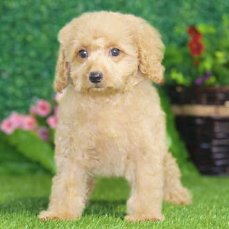 Mario, a male Maltipoo F1B puppy for sale at Blue Sky Puppies Nashville TN