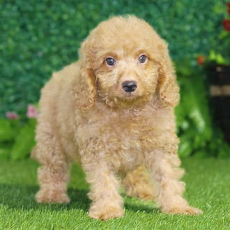 Jesse, a male Maltipoo F1B puppy for sale at Blue Sky Puppies Nashville TN