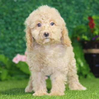 Bianca, a female Maltipoo F1B puppy for sale at Blue Sky Puppies Nashville TN