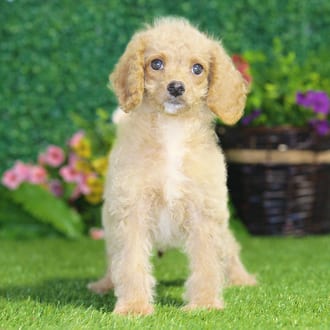 Eugene, a male Maltipoo F1B puppy for sale at Blue Sky Puppies Nashville TN