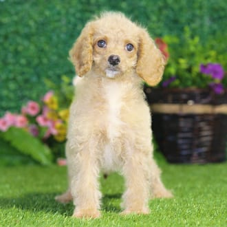 Eugene, a male Maltipoo F1B puppy for sale at Blue Sky Puppies Nashville TN