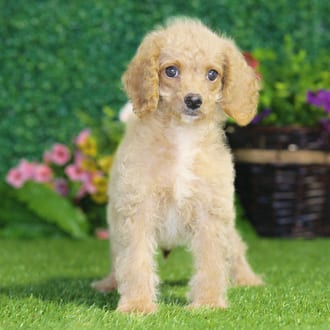 Eugene, a male Maltipoo F1B puppy for sale at Blue Sky Puppies Nashville TN