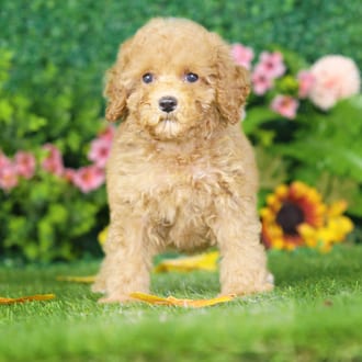 Gilbert, a male Maltipoo F1B puppy for sale at Blue Sky Puppies Nashville TN