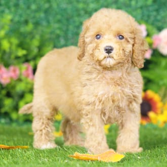 Gilbert, a male Maltipoo F1B puppy for sale at Blue Sky Puppies Nashville TN