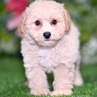 Logan puppy images