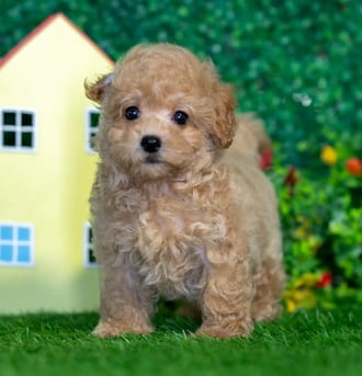 Jett puppy images