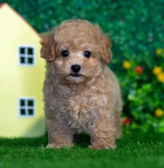 Jett puppy images